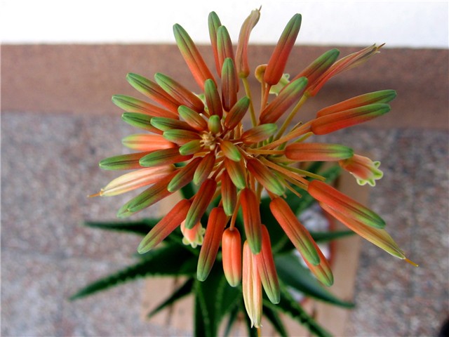 Aloe ciliaris
